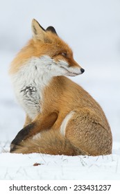 Red Fox In The Snow - Winter Evening