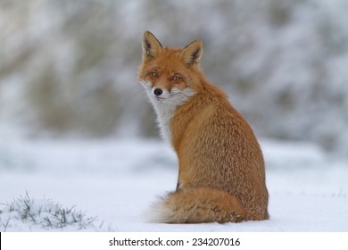 Red Fox In The Snow - Winter Evening