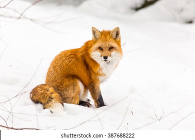 Red fox in a snowy winter