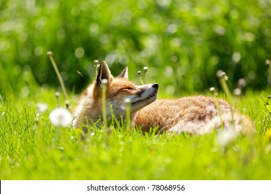 A Red Fox In The Spring