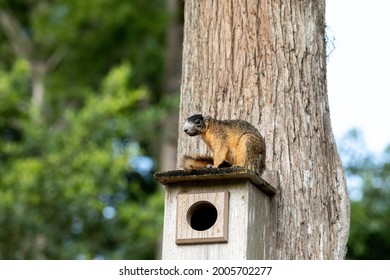 Red fox squirrel Sciurus niger sitting on a birdhouse in Naples, Florida. - Powered by Shutterstock