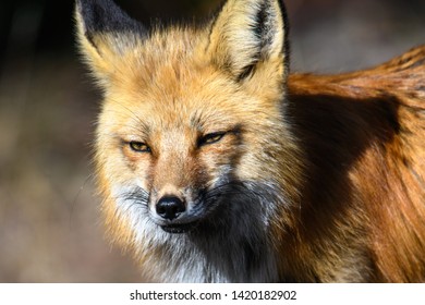 Red fox staking pray in the woods