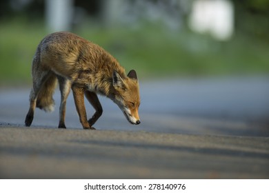 Red Fox Stalking Along A Road Edge