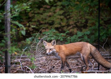 A Red Fox Stalking Through Brush