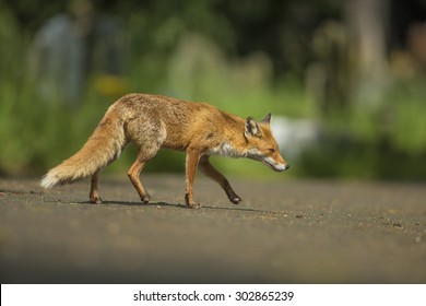 Red Fox Stalking - Vulpes Vulpes