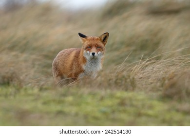 Red fox standing between green grass