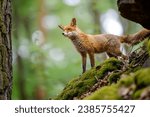 Red fox standing in the forest. Single animal on the mossy rocks in wild nature.