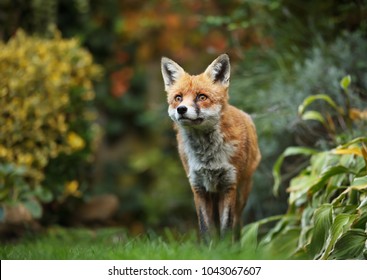 Red Fox Standing In The Garden With Flowers, Summer In UK.