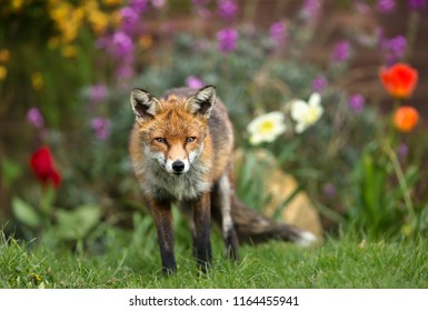 Red Fox Standing In The Garden With Flowers, Spring In UK.