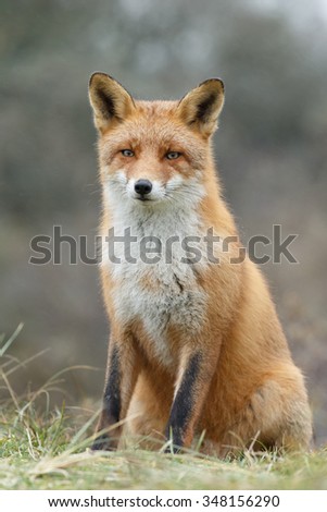 Similar – Image, Stock Photo European Red Fox