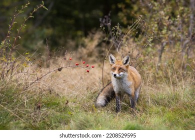 Red Fox Standing On Dry Grassland In Autumn Nature