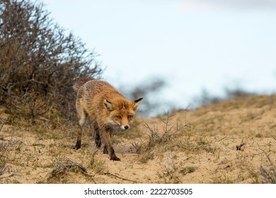 Red Fox Standing On The Sand