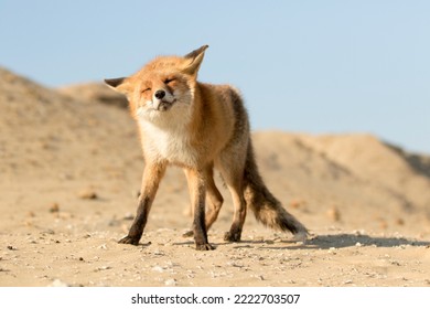 Red Fox Standing On The Sand