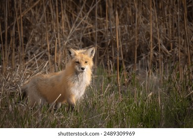 A red fox stands in a field of tall grass, gazing at the camera with an expression of curiosity. - Powered by Shutterstock