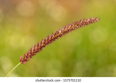 Red Fox Tail Grass Flower Isolated On Green