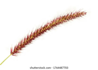 Red Fox Tail Grass Flower Isolated On Green