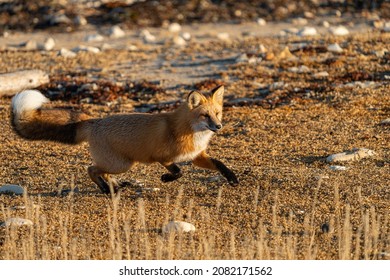 Red Fox In The Tundra In Churchill Manitoba Canada