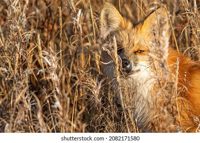 Red Fox In The Tundra In Churchill Manitoba Canada