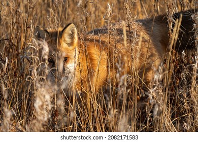 Red Fox In The Tundra In Churchill Manitoba Canada