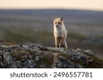 A red fox in the tundra, Varanger Peninsula, Northern Norway