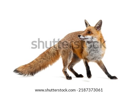 Red fox turning around, two years old, isolated on white
