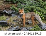 Red fox with two voles in mouth