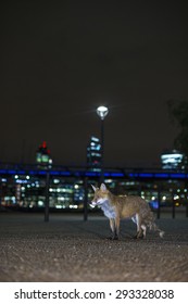 Red Fox In Urban Setting At Night. With Tower Blocks And Street Lights.