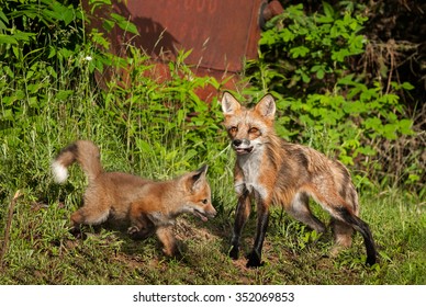 Baby Red Fox Images Stock Photos Vectors Shutterstock