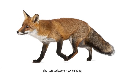 Renard Fond Blanc Images Stock Photos Vectors Shutterstock Renard Fond Blanc Images Stock Photos Vectors Shutterstock