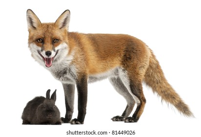 Renard Fond Blanc Images Stock Photos Vectors Shutterstock Renard Fond Blanc Images Stock Photos Vectors Shutterstock