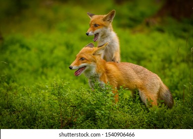 Red fox, vulpes vulpes, adult fox with young - Shutterstock ID 1540906466