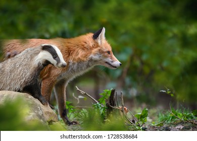 Red Fox, Vulpes vulpes and badger, beautiful animal on green vegetation in the forest, in the nature habitat. Wildlife nature, Europe