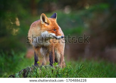 Red Fox, Vulpes vulpes, beautiful animal on green vegetation in the forest, in the nature habitat, evening sun with nice light, Poland. Wildlife nature, Europe.