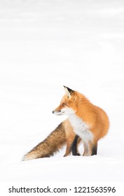 Red Fox Vulpes Vulpes With A Bushy Tail Isolated On White Background Hunting In The Freshly Fallen Snow In Algonquin Park, Canada