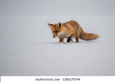 Red fox (Vulpes vulpes) with a bushy tail hunting in the snow in winter in Algonquin Park in Canada - Shutterstock ID 1306270744