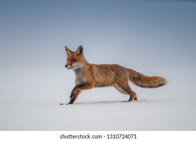 Red fox (Vulpes vulpes) with a bushy tail hunting in the snow in winter in Algonquin Park in Canada