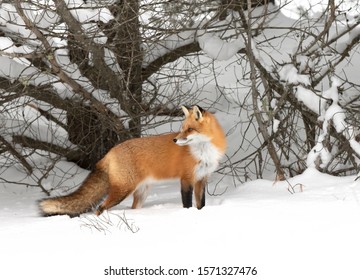 Red Fox (Vulpes Vulpes) With A Bushy Tail And Orange Fur Coat Isolated On White Background Hunting In The Freshly Fallen Snow In Algonquin Park, Canada