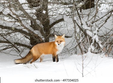 Red Fox Vulpes Vulpes With A Bushy Tail  Hunting In The Snow In Winter In Algonquin Park In Canada