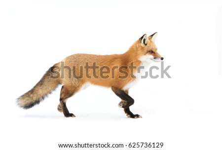 Red fox (Vulpes vulpes) with a bushy tail isolated on white background hunting through the freshly fallen snow in winter in Algonquin Park, Canada