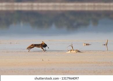 Red Fox Vulpes Vulpes Carrying Dead Australian Shelduck Tadorna Tadornoides As Prey In Esperance, Western Australia