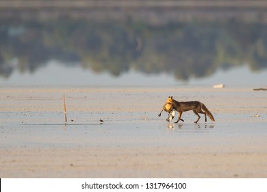 Red Fox Vulpes Vulpes Carrying Dead Australian Shelduck Tadorna Tadornoides As Prey In Esperance, Western Australia