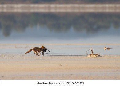 Red Fox Vulpes Vulpes Carrying Dead Australian Shelduck Tadorna Tadornoides As Prey In Esperance, Western Australia