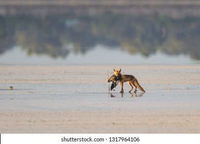 Red Fox Vulpes Vulpes Carrying Dead Australian Shelduck Tadorna Tadornoides As Prey In Esperance, Western Australia