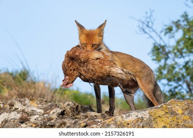 Red fox Vulpes vulpes. A red fox with a chicken prey is holding in its teeth. Fox caught a chicken.
