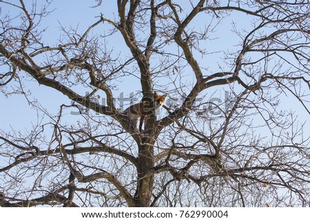 Similar – Image, Stock Photo alone Tree Man Winter