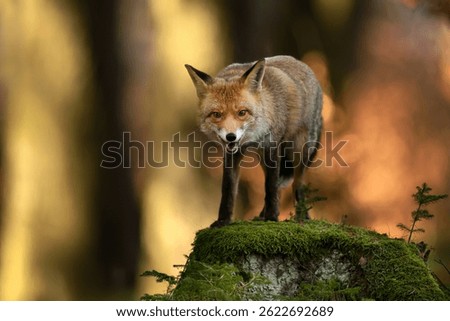 Red Fox ( Vulpes vulpes ) close up