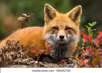 Red Fox - Vulpes vulpes, close-up portrait. Laying down in the colorful fall vegetation. Making eye contact.