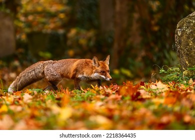red fox (Vulpes vulpes) in the colourful autumn forest - Shutterstock ID 2218364435