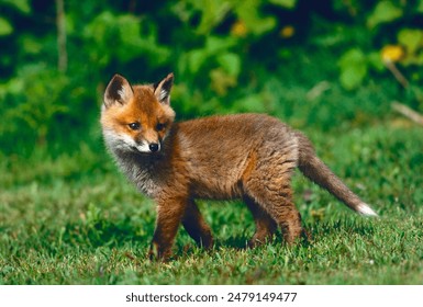 Red Fox (Vulpes vulpes) cub walking on short grass. Eccles-on-Sea, Norfolk, UK