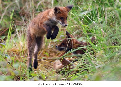 Red Fox (Vulpes vulpes) cubs playing and leaping on each other! Mid jump action! Taken In Angus, Scotland, UK